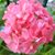 Mindy Mills Maynard's profile image