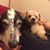 Rosco Louis's profile image