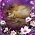 Deborah Ann Naillieux's profile image