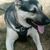 Vince Gedeon's profile image