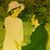 Angela Gravina-Iannucci's profile image