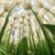 Tiffany Orlik Marsh's profile image