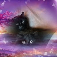 Jacklyn Mitchell's profile image