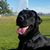 Colette Pedersen's profile image