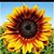 Sara Beth Hart's profile image