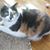 Phyllis Felice Gasparri's profile image