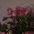 Tiffany Mora Roble's profile image