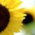 Carrie Conder Howard's profile image