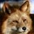 Missy Tree's profile image