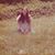 Chani Moonshadow-Bradbury's profile image