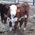 Gail Farris Phillips's profile image