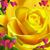 Judith Guillaume's profile image