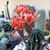 Flor Aranjuez Villalas's profile image