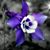 Donna Long Dunbar's profile image