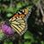 Gail Poliquin's profile image