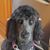 Becky Gambino's profile image