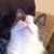 Samantha Lagano's profile image