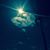 Damon Morgenstern's profile image