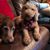 Jane Shupe Duff's profile image
