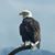 Brenda J. Brown's profile image