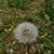 Lisa Ellis's profile image