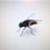 Billie Jo Fly's profile image