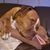 Natalie Ashman Levanda's profile image