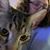 Erin Lilley's profile image