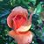Teresa Hilton Winzer's profile image