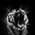 Kathy Daniels's profile image