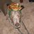 Marguerite Houston's profile image