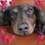Sebastian SeBee Trela's profile image