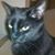 Steve Peet's profile image