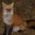 Colin Dawson's profile image