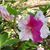 Cheryl L Brouwer's profile image