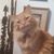 Karen Petersen's profile image