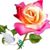 Robin Kuchyt's profile image