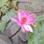 Auset Henley's profile image
