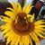 Philip Schaeffer's profile image
