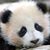 Connie Flieder's profile image