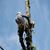Pacific Standard Tree's profile image
