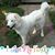 Rona Vagrosky's profile image