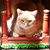 David Whitaker's profile image