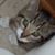 Cheryl Basso's profile image