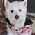 Pixie Hershey's profile image