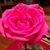 Patti Collins's profile image