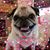 Cherise Maynes Felker's profile image