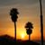 Grace Elaine Adams-Mangold's profile image