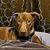 Lisa Neal's profile image