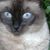 Nan Sea's profile image